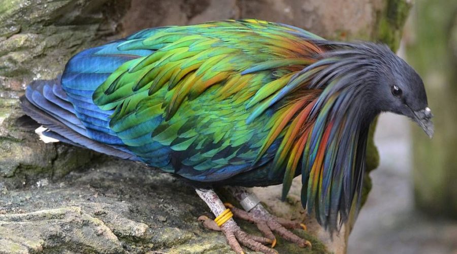 Top 10 Amazing Animals in the World Quizbeemag