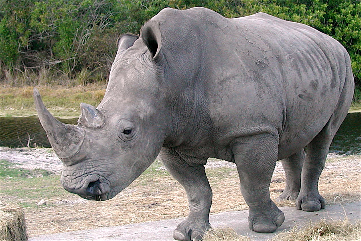 rhino 6 trial