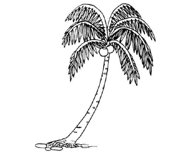 gambar mewarnai tema tumbuhan pohon kelapa