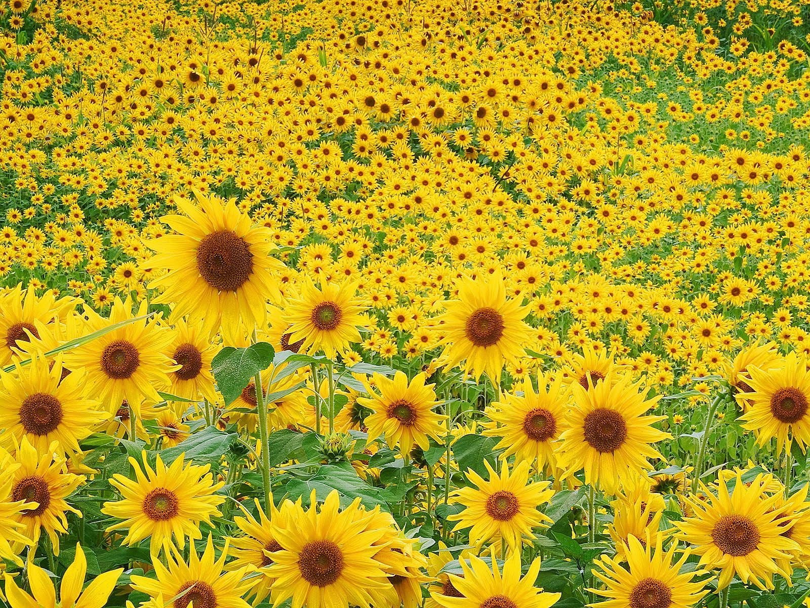 Campo de girasoles Sunflowers field II (1600x1200)