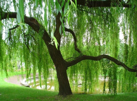 willow tree pictures