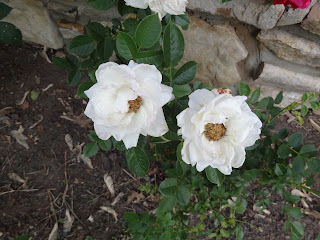 White Roses