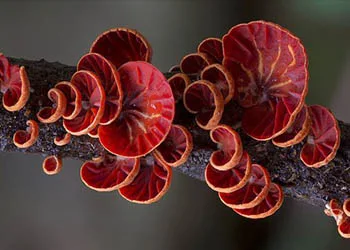 عيش الغراب المروحة Anthracophyllum (Fan Fungi) - عالم الزراعة