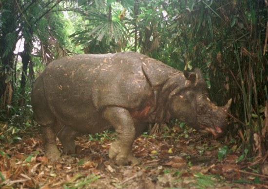 Daftar 10 hewan  langka  di Indonesia Terpercaya Dan 