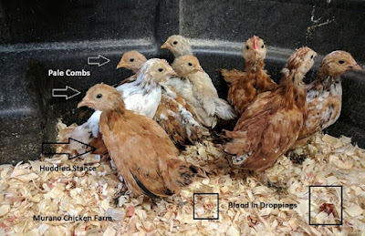 Treating chicks with coccidiosis 