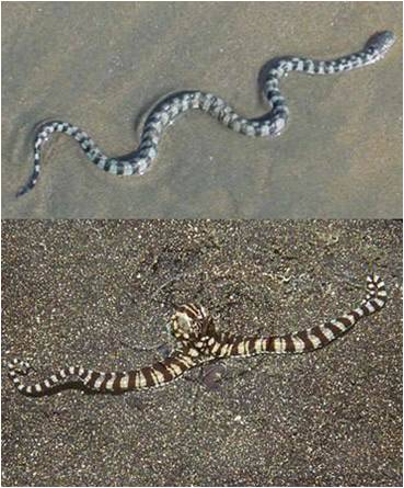 Snake Octopus Mimic Octopus Sea Snake