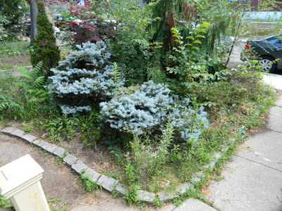 Leslieville Toronto front garden summer cleanup by Paul Jung Gardening Services before Leslieville Toronto front garden summer cleanup by Paul Jung Gardening Services before