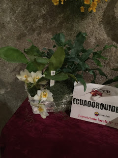 , Orchidee dal mondo – 2016 – Monteporzio Catone, diarid'orchidee