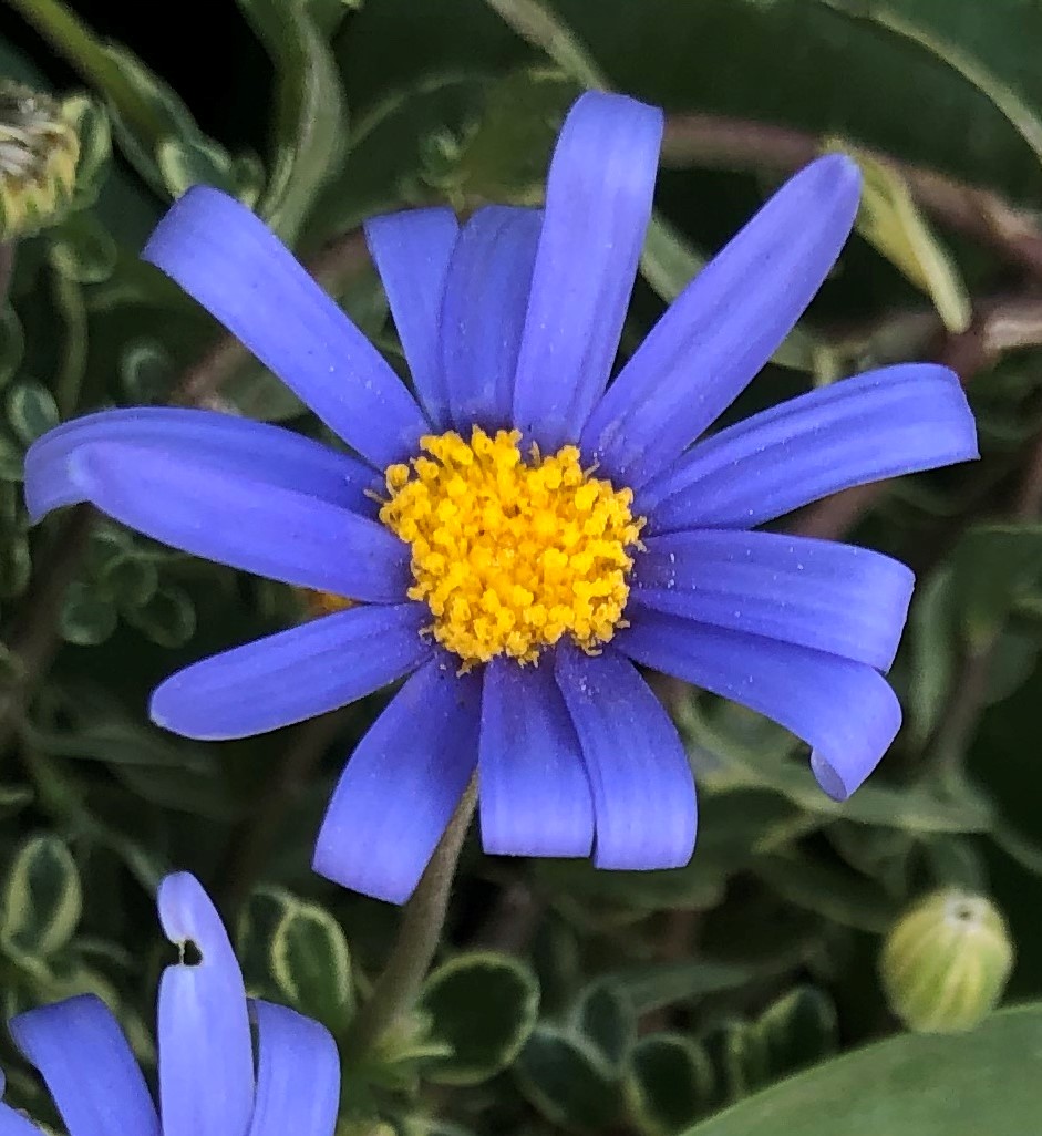 Plants and Flowers in Tokyo by Kei Narujima 東京の草花 なるじまけい Blue Daisy