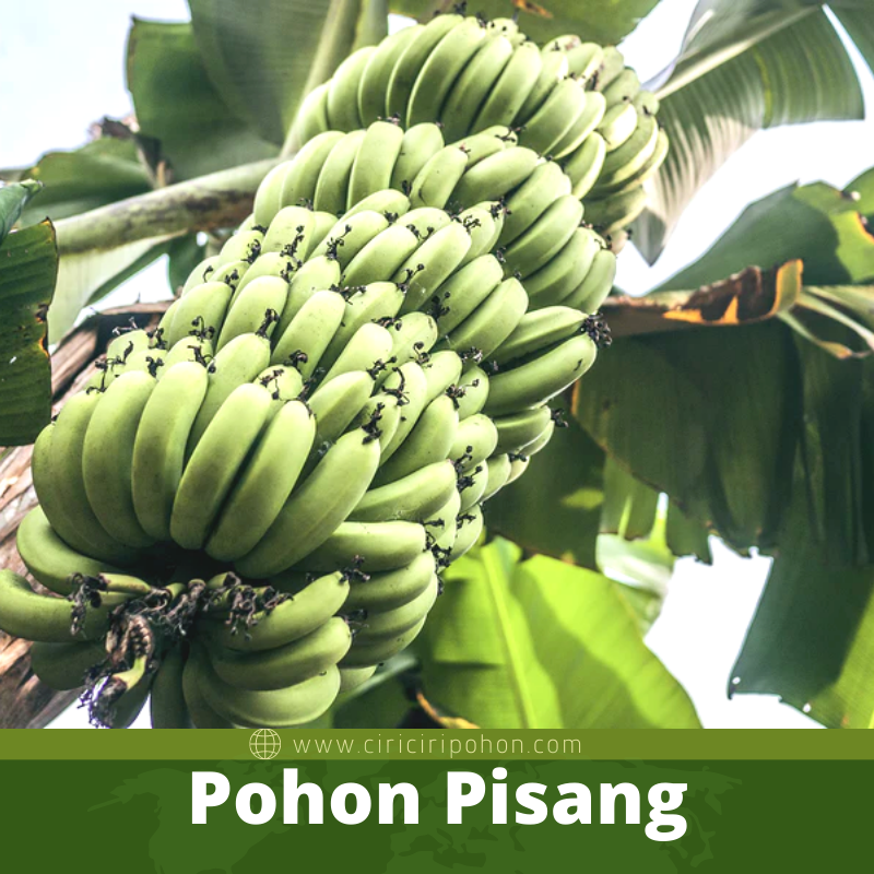 Pohon Pisang