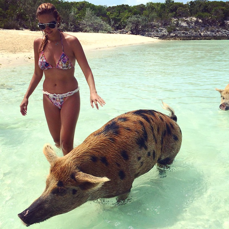 pig island,  pig beach,  exuma bahamas pigs, 	 pig beach bahamas,  exuma pigs,  big major cay,  pig island bahamas,  can pigs swim,  bahamas pig beach,  pig at beach,  pig beach,  pig on a beach,  pig on the beach,  pig swimming,  swim with pigs,  swim with pigs bahamas,  swimming pigs bahamas,  swimming pigs on bahamas,  swimming with pigs,  swimming with pigs bahamas,  swimming with the pigs bahamas,  the swimming pigs,