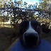 Bonnie, A Genius Dog, Went Viral When She Stole Her Owner's GoPro