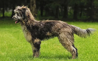 Top 8 Shaggy dog breeds