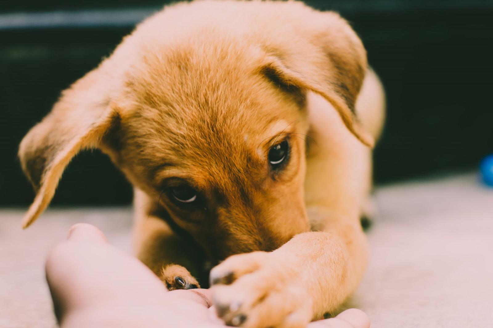 Comment Apprendre A Son Chien A Donner La Patte Comment apprendre la propreté à son chien