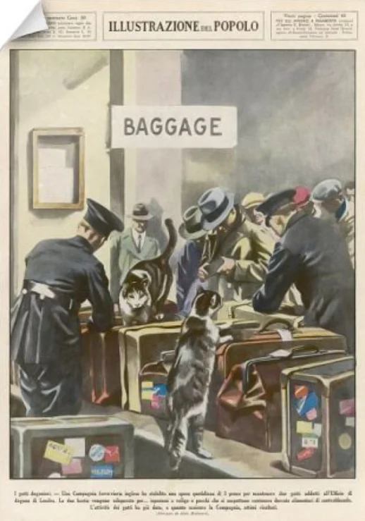 Working cats detecting dangerous microbes in baggage of visitors to Britain1935