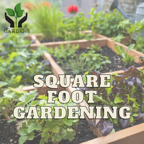 Lampasas Community Gardens Square Foot Gardening