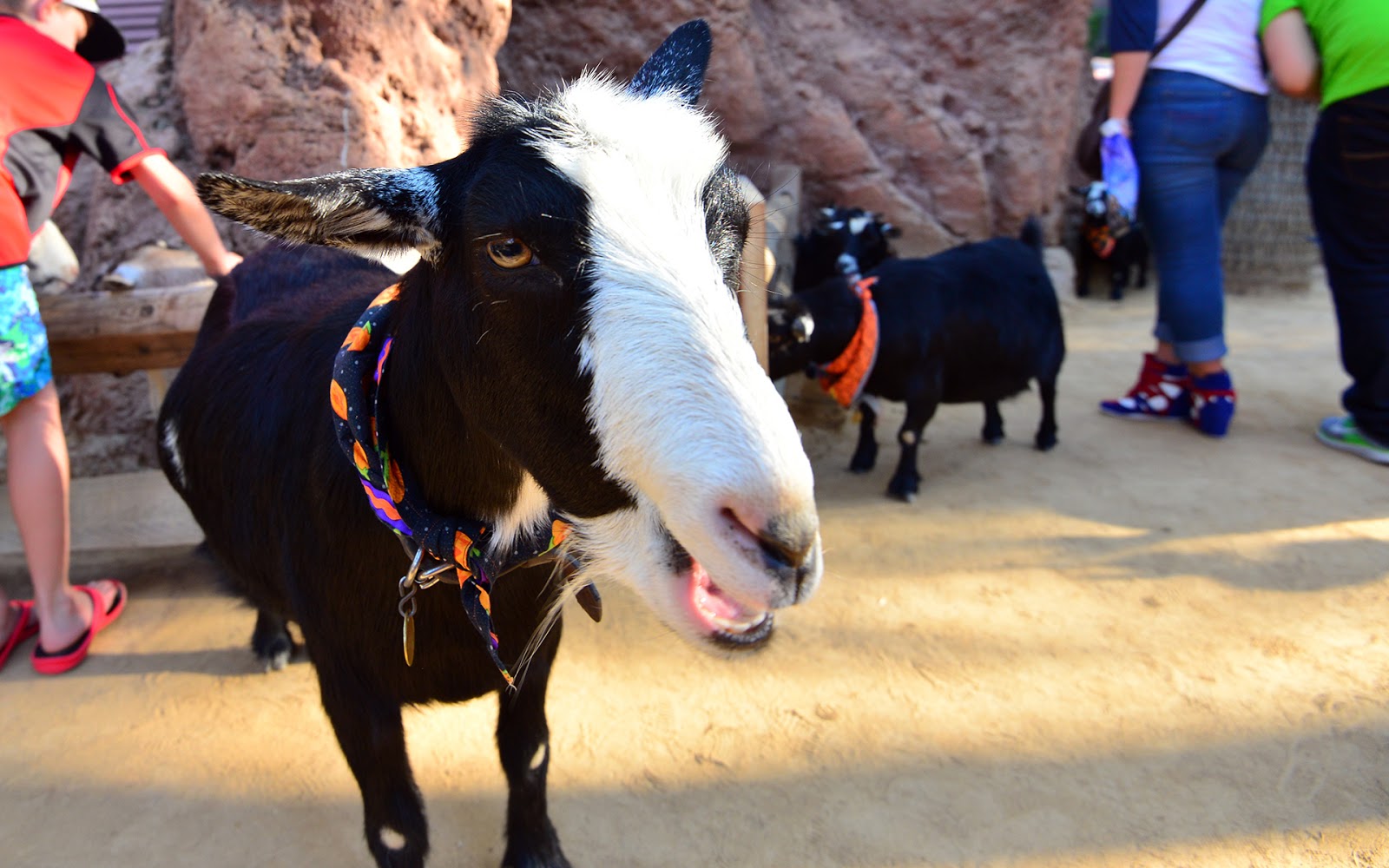 Goats of Autumn