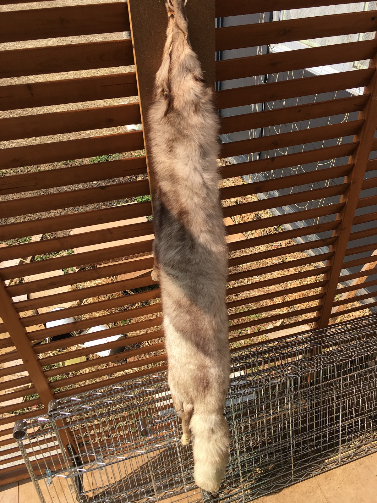 田舎の蛇屋blog もっと強い蛇を探して 2月 2018