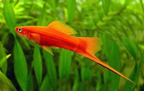 Swordtail Fish Care