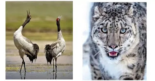 Ladakh: Black neck crane declared as state bird and snow leopard as state animal