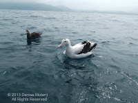 Wandering albatross and Southern giant petrel off Kaikoura, New Zealand - by Denise Motard, Feb. 2013