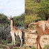 Zoólogos descobrem em Uganda a existência de mini-girafinhas com quase metade do tamanho