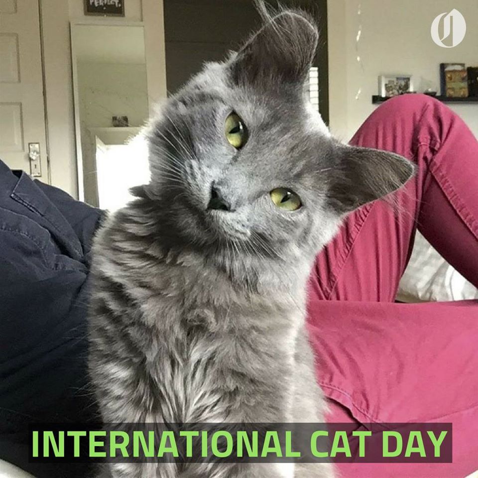 International Cat Day