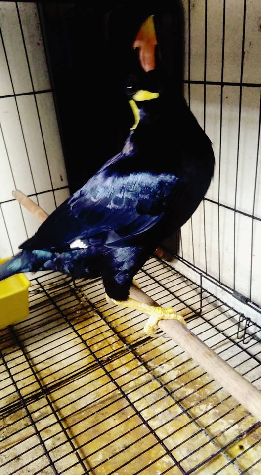 Jual Burung Beo Jual Daftar Burung Beo Bisa Ngomong