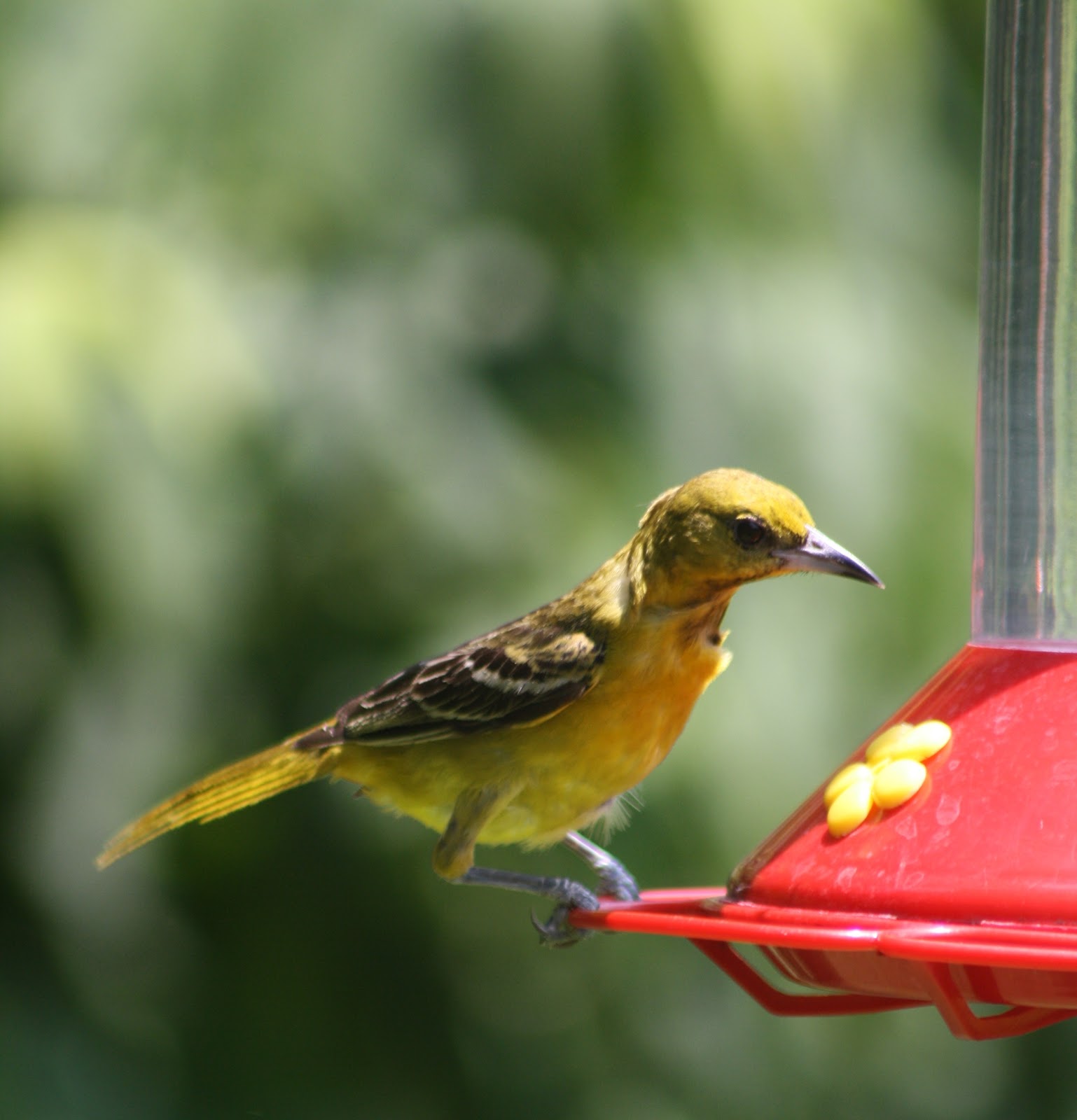 The Road Awaits... Yellow Bird