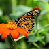 Contoh Report Text about Butterfly dan Arti Terjemahannya