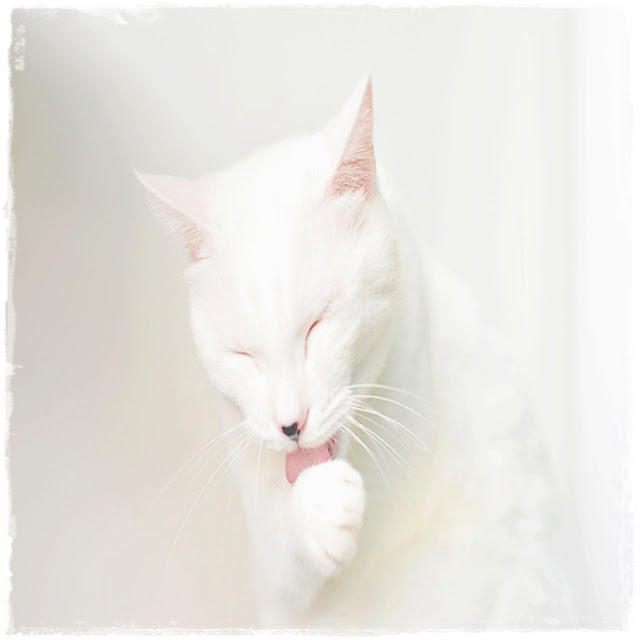 Cara Grooming Kucing Grooming-Kucing-Mandi-Kutu