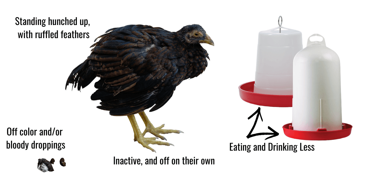 An overview of Coccidiosis (cocci) in poultry