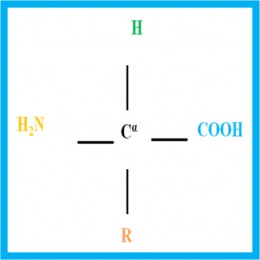 structure of an amino acid structure of an amino acid