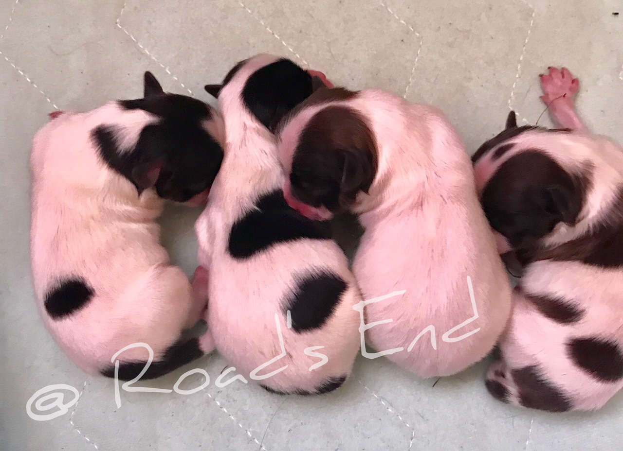 newborn papillon puppies