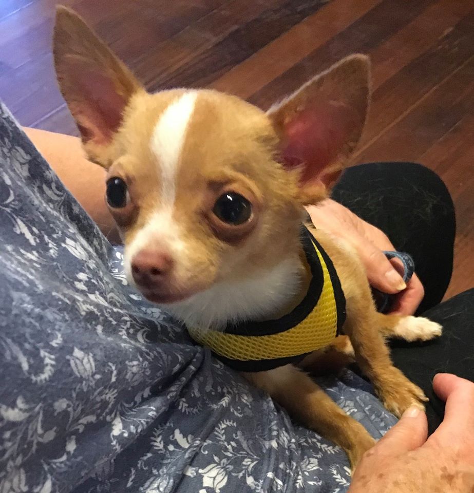 Chihuahua Rescue Victoria Dog Roll TINY