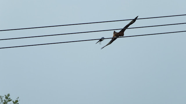 Magpie versus Red Kite