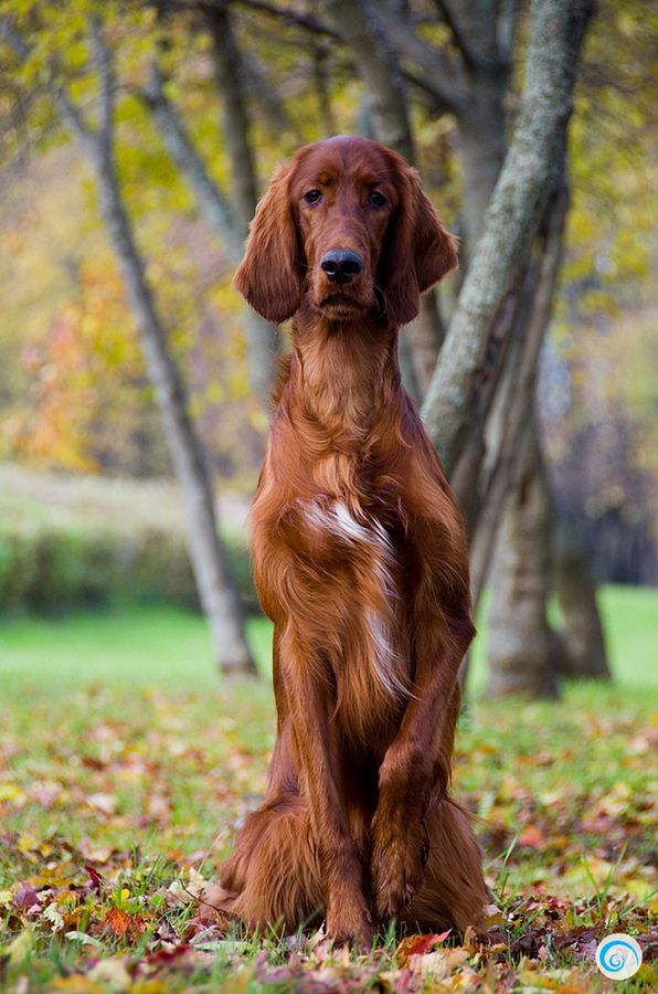 Pet's We Love 10 of the Most High Energy Dog Breeds