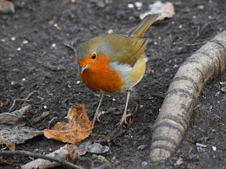 A Robin inspects the ground for food in Armstrong Park, Newcastle upon Tyne