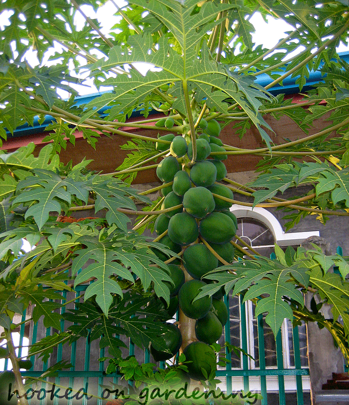 Hooked on Gardening My Mom's Fruitbearing Plants