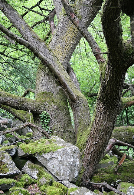 SWEET ALMOND TREE: March 2010