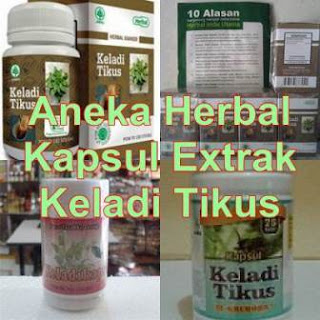 Keladi Tikus | Mengatasi penyakit kanker dan Tumor. Keladi Tikus | Mengatasi penyakit kanker dan Tumor.