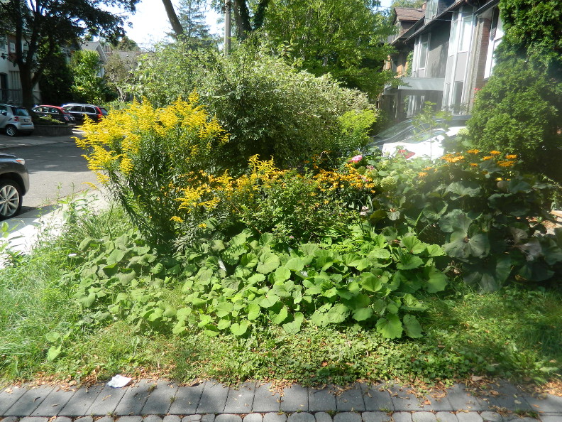 Garden Muses: A Small Toronto Gardening Services Company Blog: August 2017