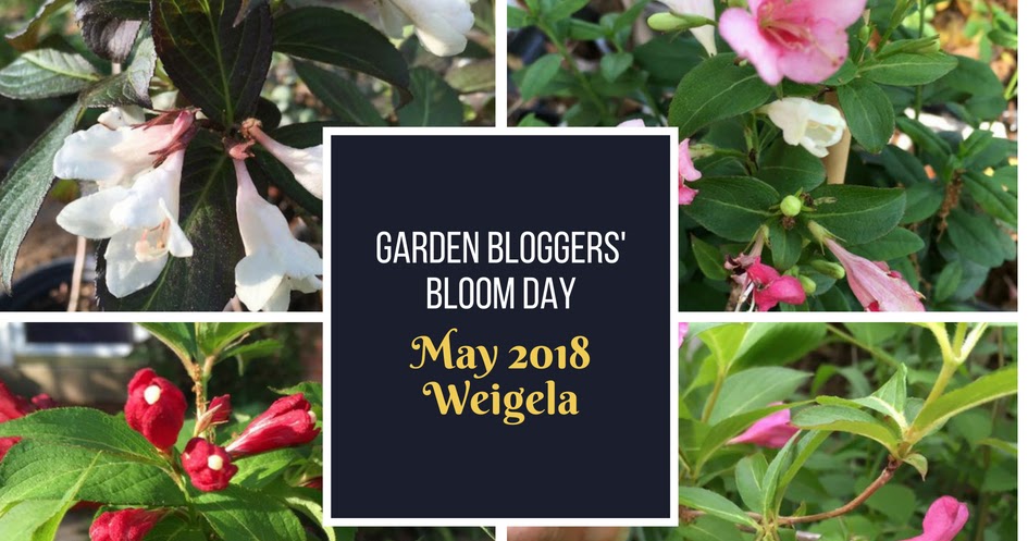 Washingtongardener Bloom Day Weigela Why Not