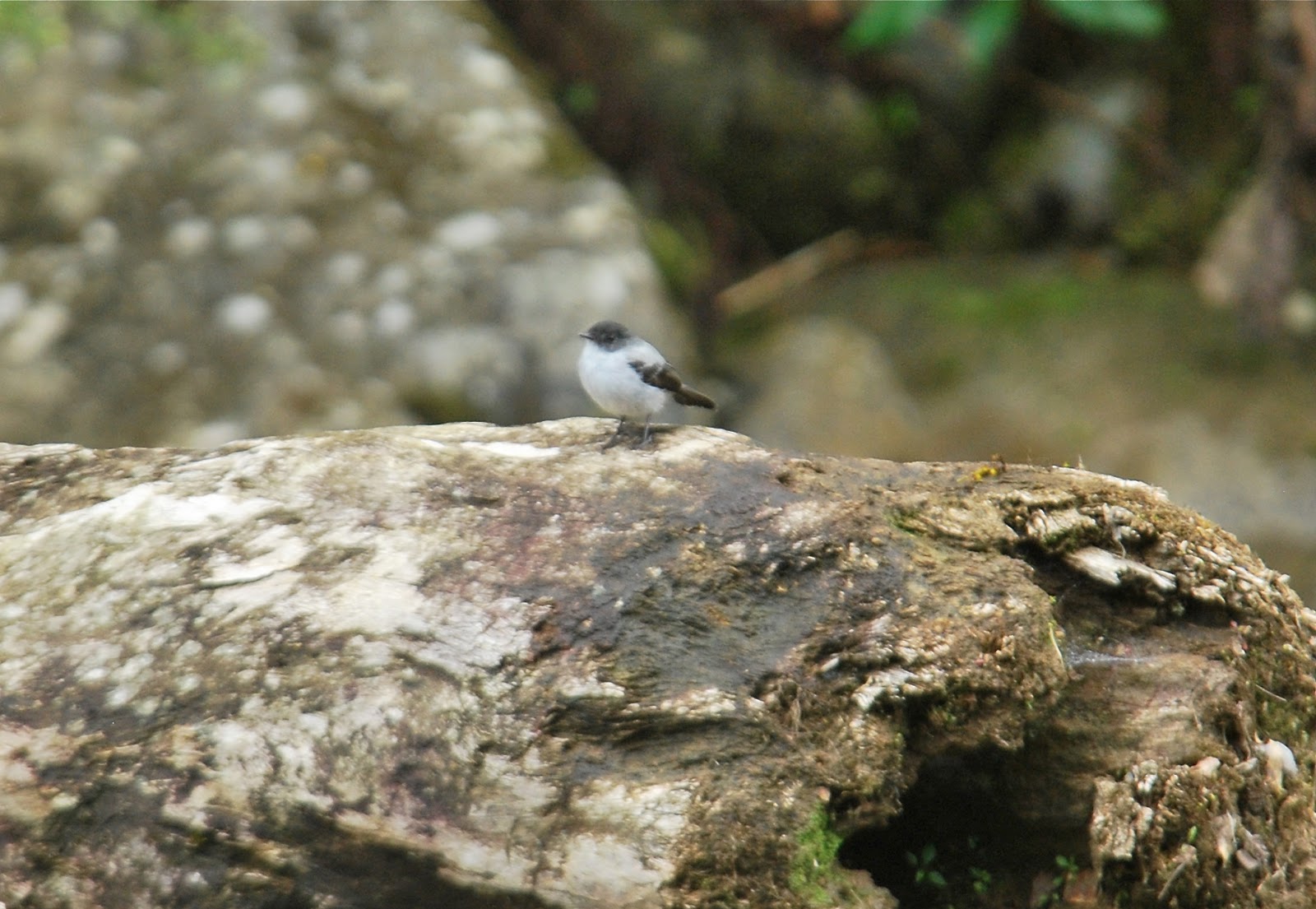 Jan Axel's Blog: Birding the Tabasará range. Part I