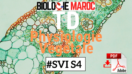 TD Exercices QCM Corrigés de Physiologie Végétale SVI S4 PDF TD Exercices QCM Corrigés de Physiologie Végétale SVI S4 PDF