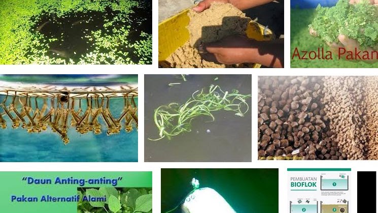 Ini Dia Keuntungan Pakan Alami Untuk Budidaya Perikanan