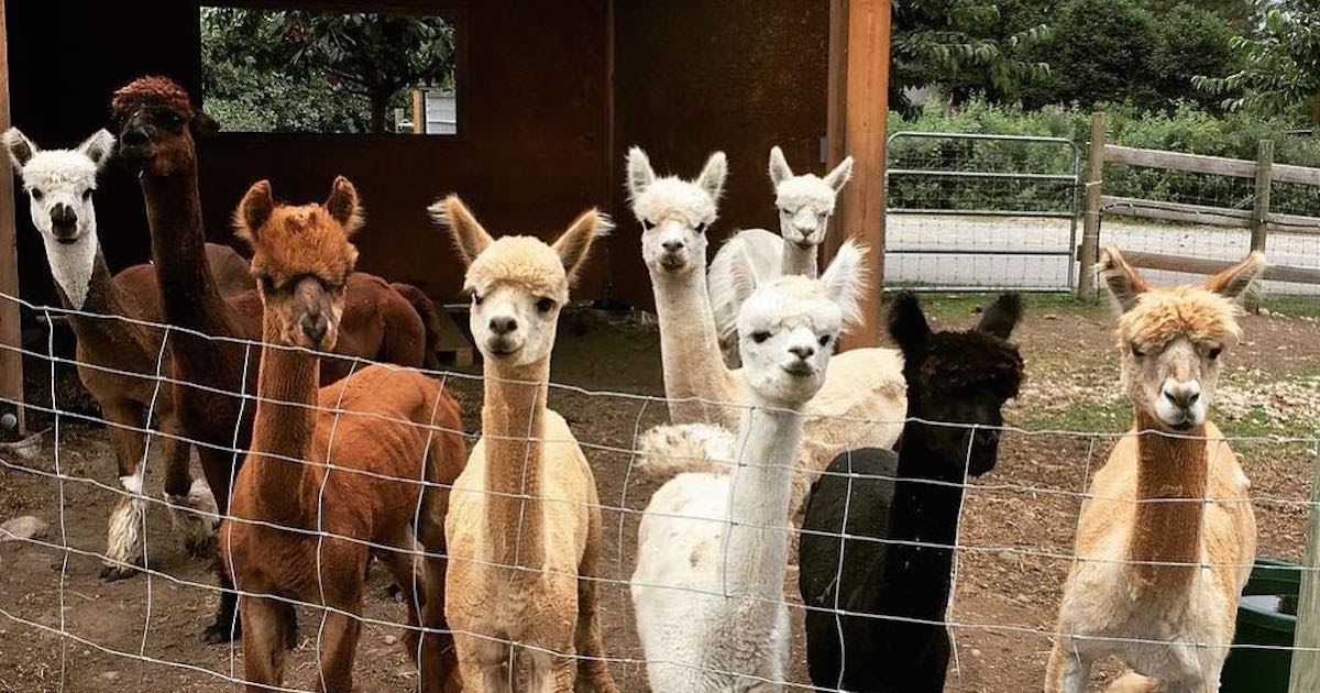 2nd Year Visa Animal Farm Work Alpaca Farm 1 Hour from Brisbane, QLD