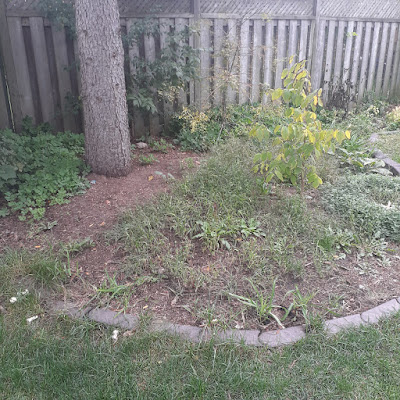 Sherwood Park Toronto Backyard Garden Cleanup Before by Paul Jung Gardening Services--a Small Toronto Organic Gardening Company