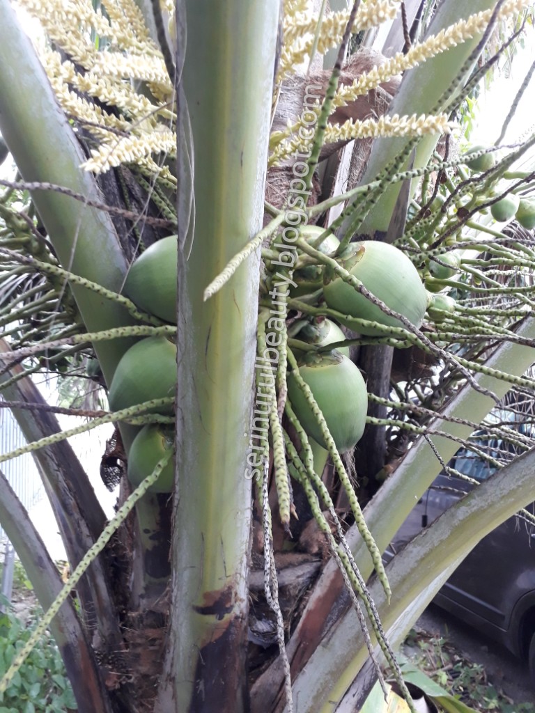 Healthy Nurul Beauty The overview look of my kelapa pandan (coconut