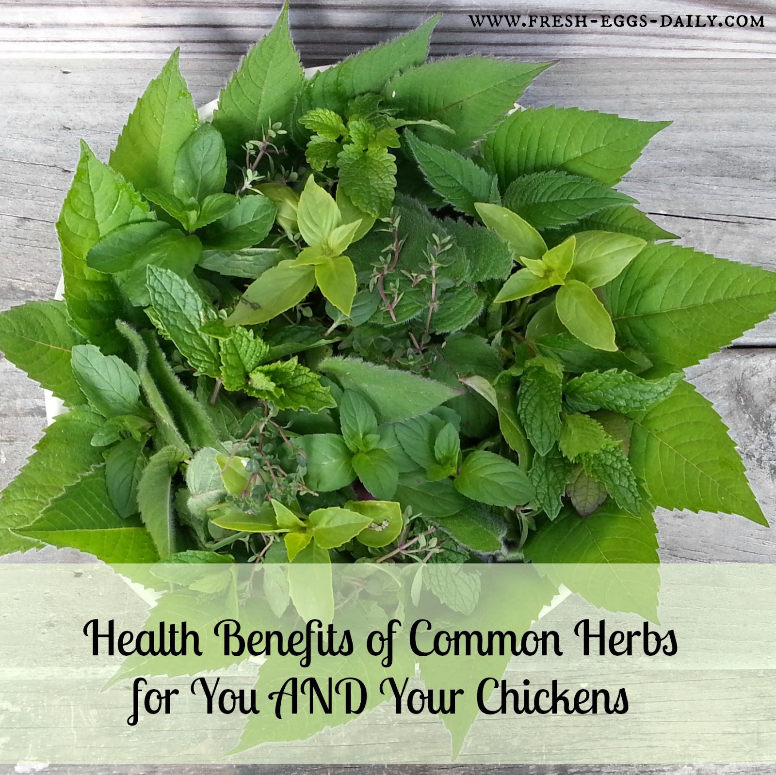 The Health Benefits of Herbs for Chickens Fresh Eggs Daily®